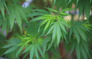NO DRUG　KNOW DRUG キャンペーン　今年のテーマ『大麻の有害（危険）性の周知』